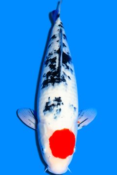 Tancho Sanke