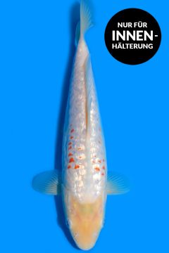 Aragoke Ginrin Karashi Koyo