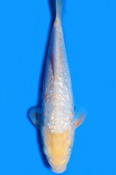 Aragoke Ginrin Karashi Koyo