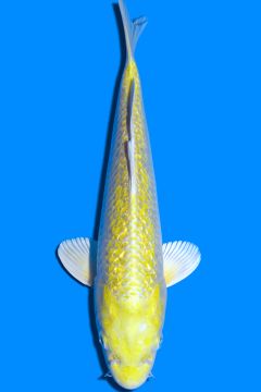 Karashi Ginrin Yamabuki Ogon