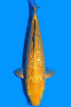 Aragoke Ginrin Karashi Chagoi