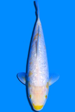 Aragoke Ginrin Nanashigoi