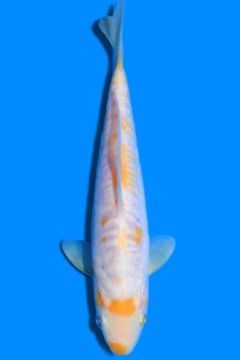 Aragoke Karashi Koyo