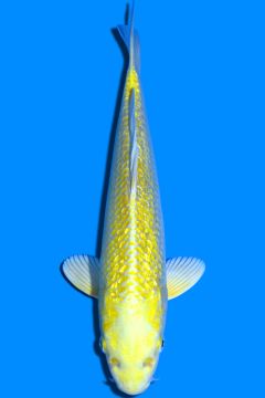 Karashi Ginrin Yamabuki Ogon