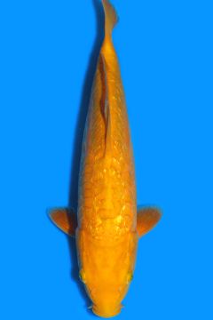 Aragoke Ginrin Karashi Chagoi