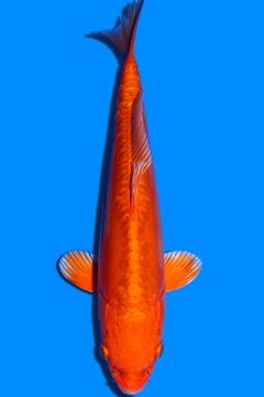 Doitsu Karashi Orenji Ogon