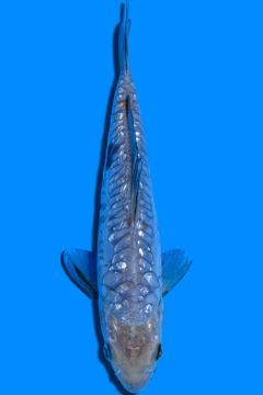 Ginrin Aragoke Asagi Ochiba