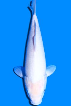 Nanashigoi