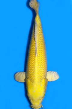 Yamabuki Ogon
