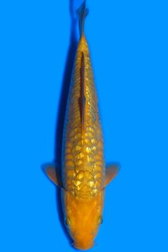 Aragoke Ginrin Karashi Chagoi