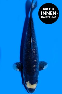 Aragoke Ginrin Karashi Yotsushiro