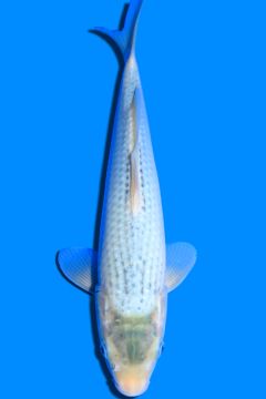 Karashi Asagi
