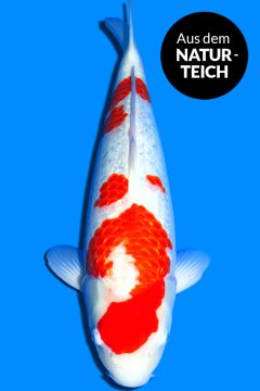 Ginrin Karashi Kohaku