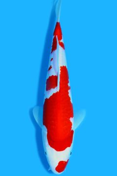 Karashi Kohaku