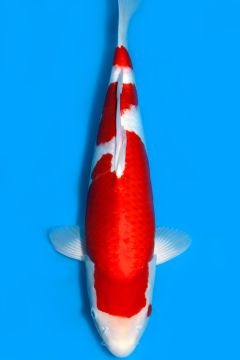 Karashi Kohaku
