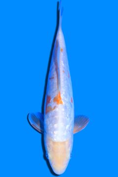 Aragoke Ginrin Nanashigoi