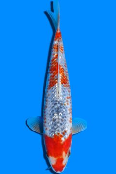 Ginrin Nanashi Asagi