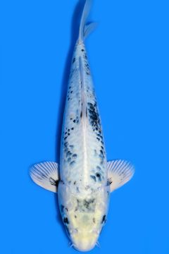 Karashi Ginga