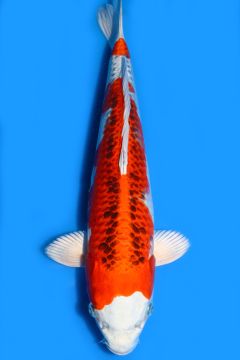 Karashi Kujaku
