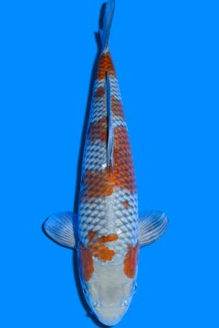 Karashi Ochiba Shigure