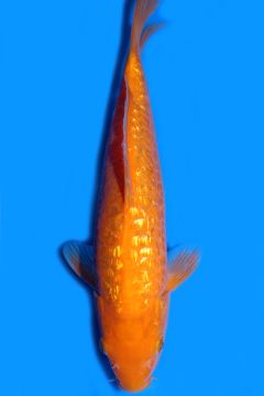 Aragoke Ginrin Orenji Karashigoi