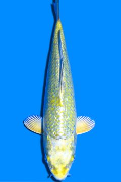 Ginrin Hikari Karashigoi