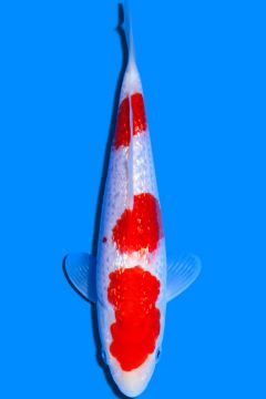 Karashi Ginrin Kohaku