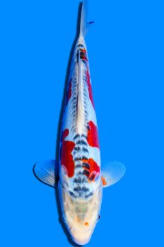 Karashi Shusui