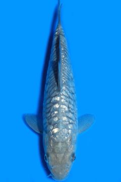 Aragoke Ginrin Karashi Soragoi