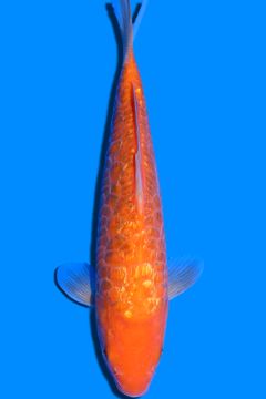 Aragoke Ginrin Orenji Karashigoi