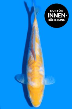 Aragoke Karashi Koyo