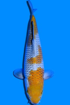 Karashi Ochiba Shigure