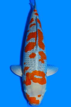 Karashi Ochiba Shigure