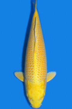 Yamabuki Ogon