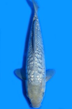 Aragoke Ginrin Karashi Soragoi