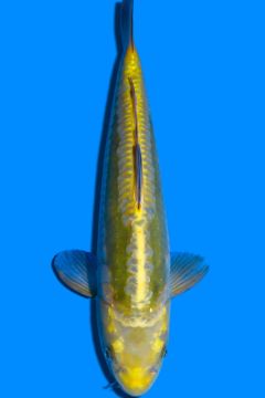 Doitsu Hikari Karashi Ogon