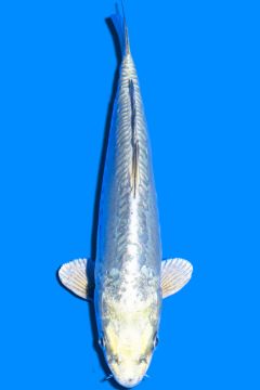 Doitsu Karashi Hikari Soragoi