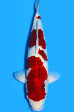 Karashi Budogoromo