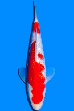 Karashi Ginrin Kohaku