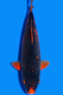 Karashi Kawari Koromo