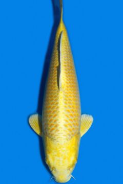 Yamabuki Ogon
