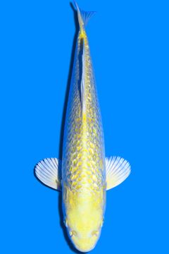 Karashi Ginrin Yamabuki Ogon