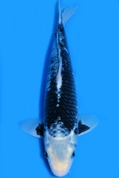 Karashi Matsukawabake