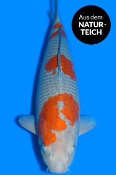 Karashi Ochiba Shigure