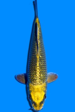 Hikari Ginrin Karashi Chagoi