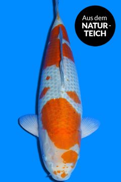 Karashi Ochiba Shigure