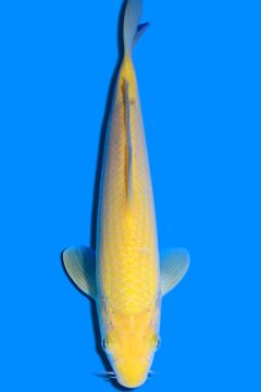 Karashigoi