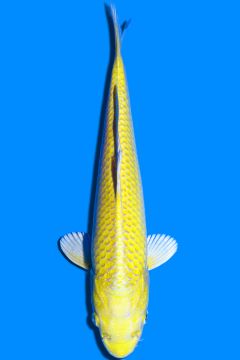 Karashi Yamabuki Ogon
