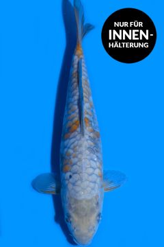 Aragoke Karashi Ochiba