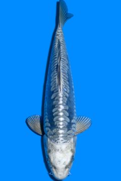 Doitsu Karashi Hikari Soragoi